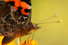 チョット、近すぎでは・・・