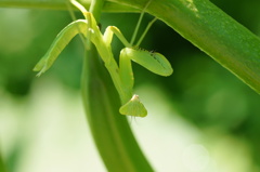 逆さまで失礼します