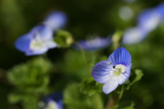 spring