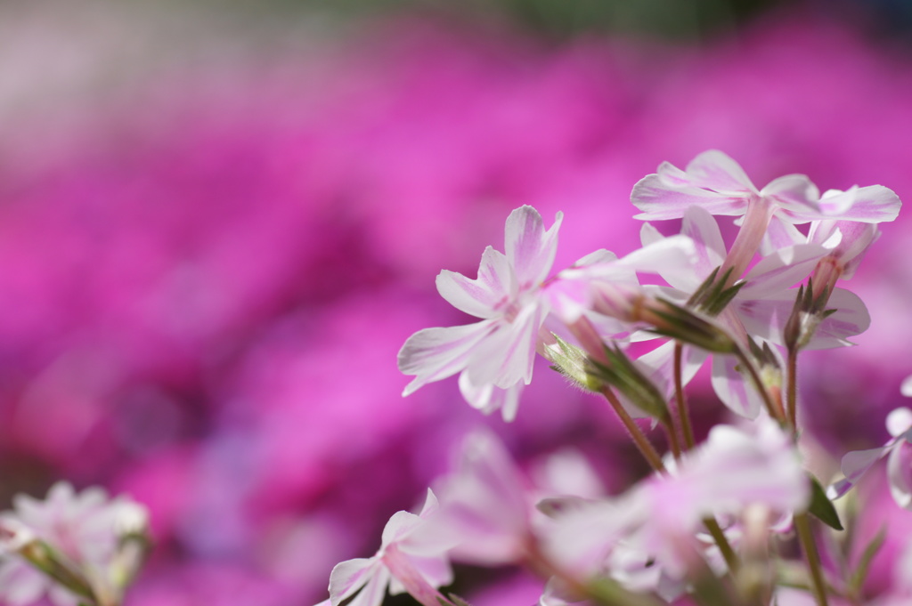 芝桜