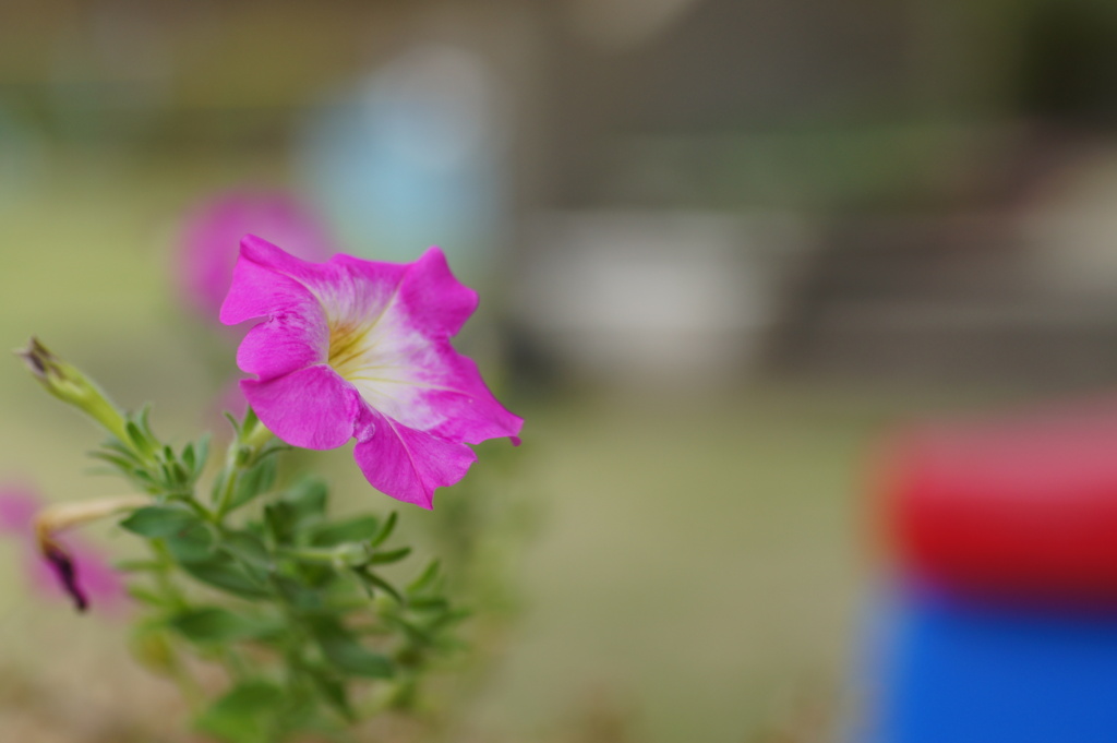 夏