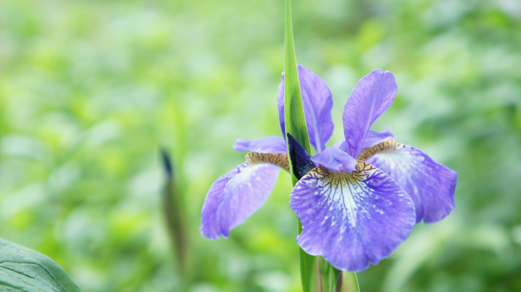 我が家のあやめ　2