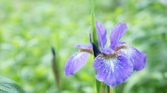 我が家のあやめ　2