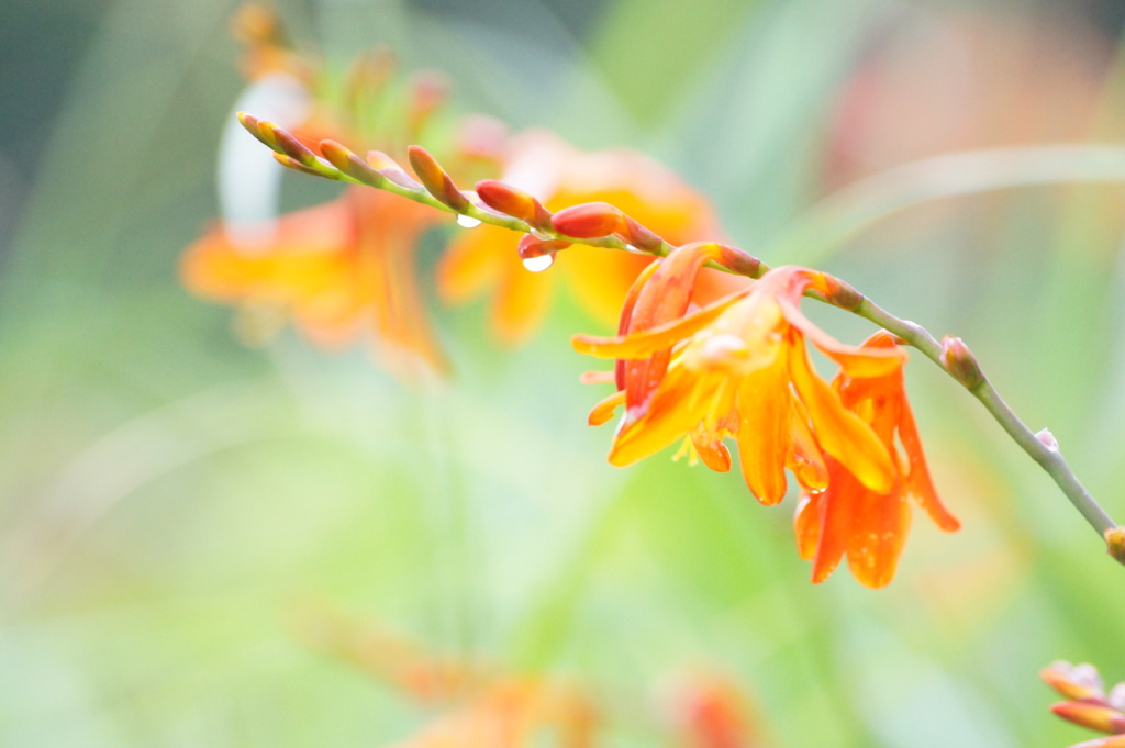 ひめおうぎ水仙