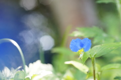 梅雨の晴れ間　Ⅰ