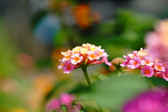 休日の朝 70