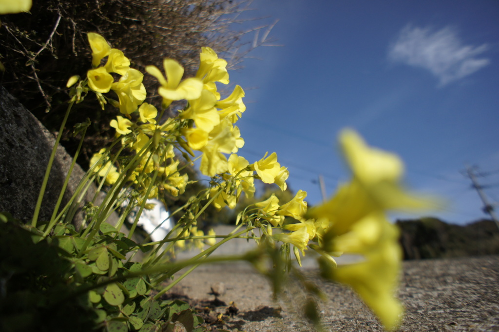 スカット・・・元気