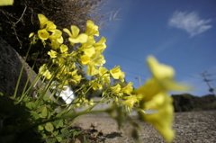 スカット・・・元気