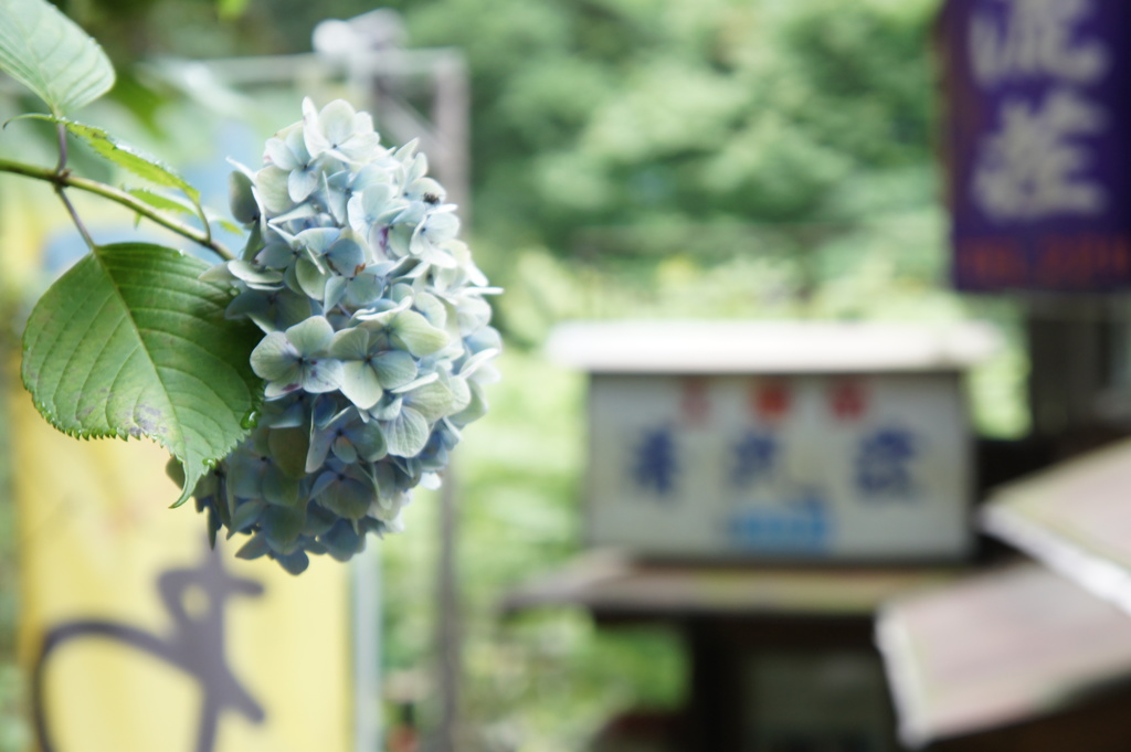 看板にアジサイ
