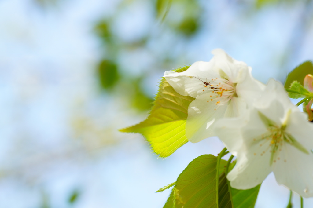 桜...ひとり占め