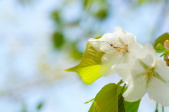 桜...ひとり占め