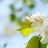 桜...ひとり占め