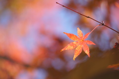 紅色