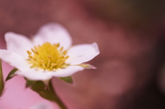 苺の花Ⅱ