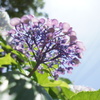 紫陽花に太陽のめぐみ
