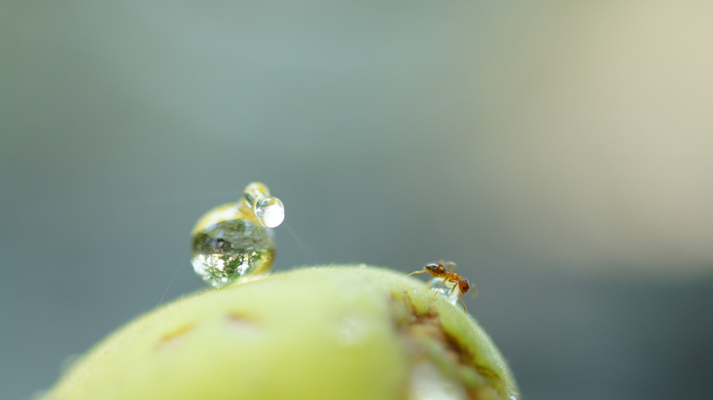 うめと水晶玉？とアリ