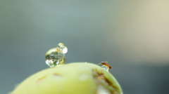 うめと水晶玉？とアリ