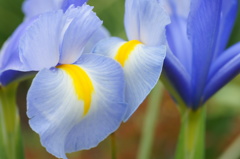 Dutch iris,lris