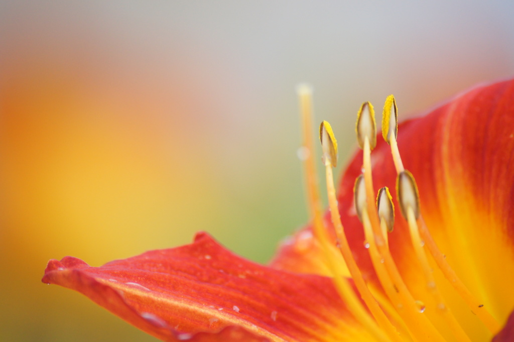 ユリ科の花・・・