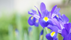 ダッチアイリス