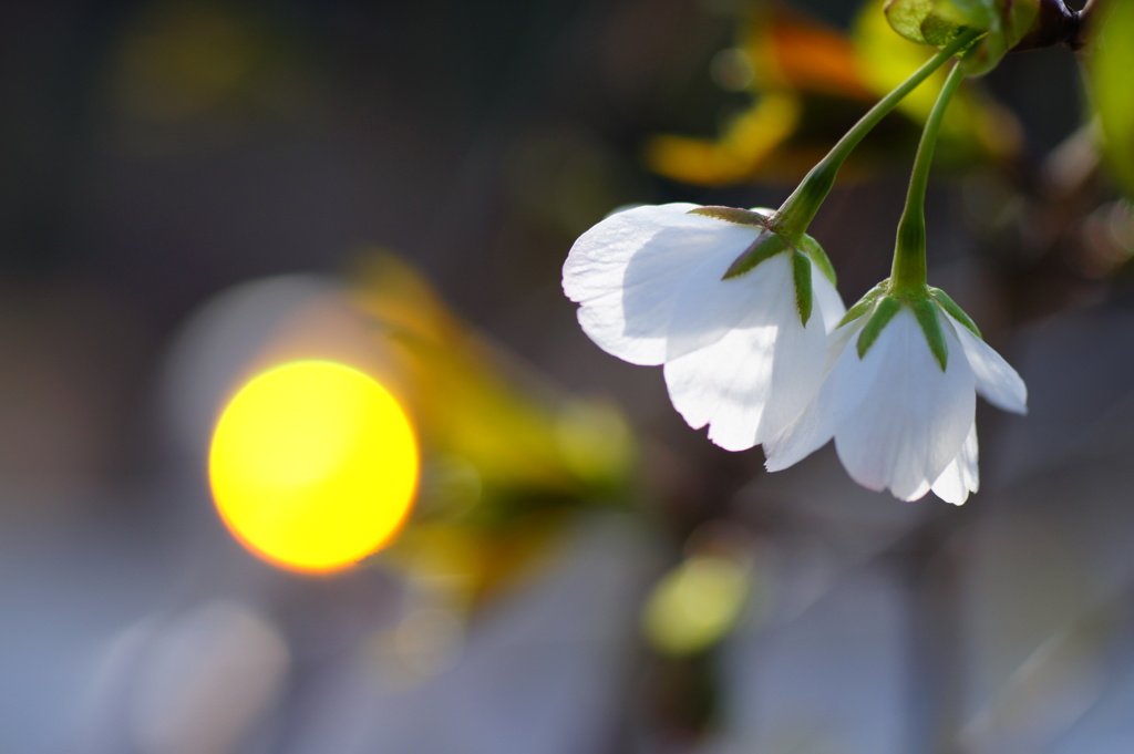桜..開花