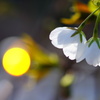 桜..開花