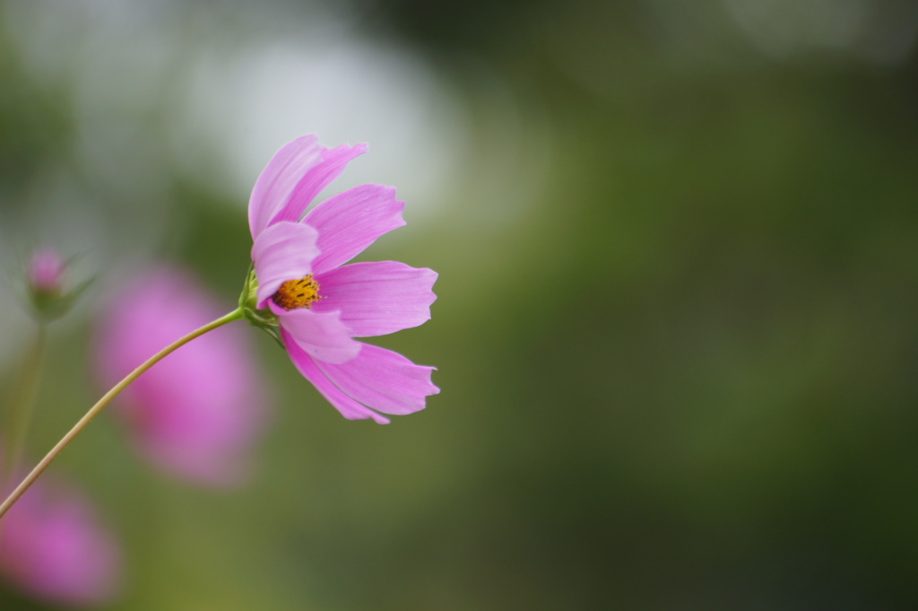 コスモス