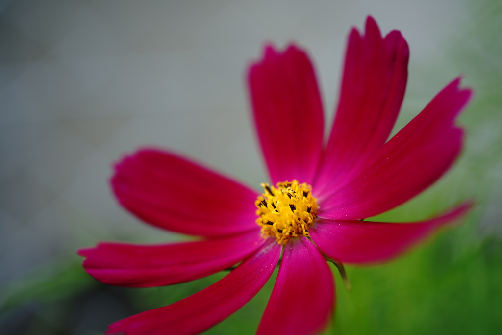 秋桜