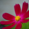 秋桜