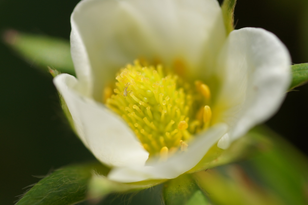 ミクロの世界で…