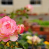 薔薇