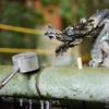 氷柱