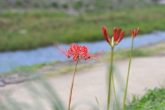 一足先に開花