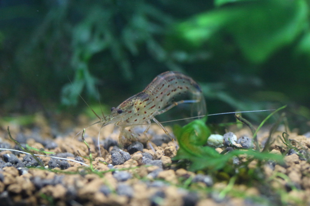 アクアリウムの大家さん