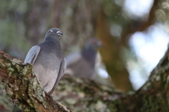 鳩の威厳