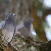 鳩の威厳