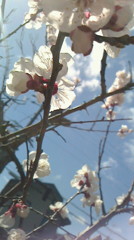 青と桜