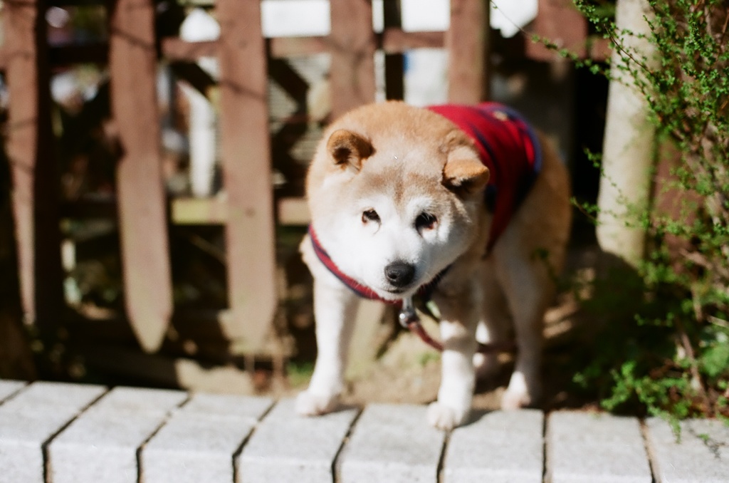 梅ちゃん