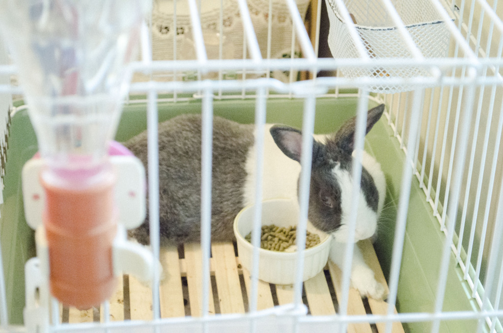 ご飯を寝ながら食らうウサギ