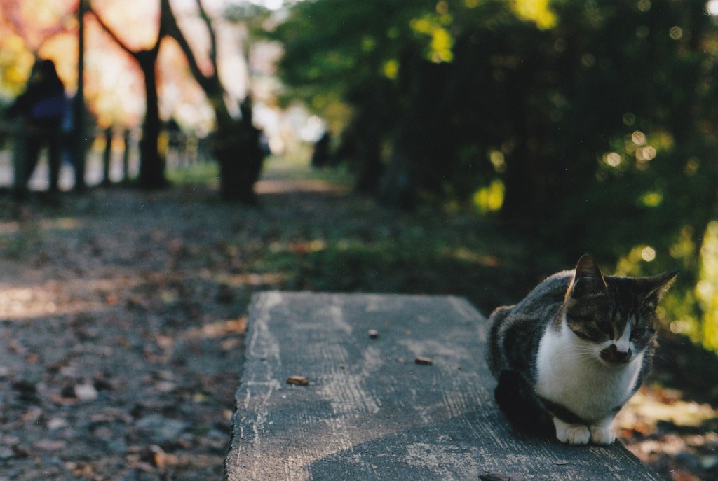 猫の哲学