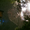 hungry spider