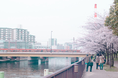 大阪城公園夜桜待機