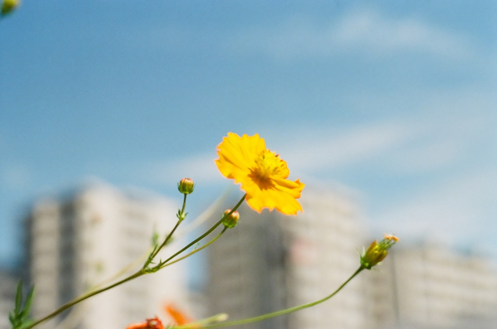 花のまち