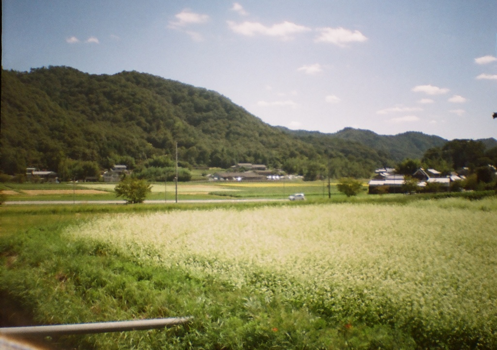 そばのはなばたけ