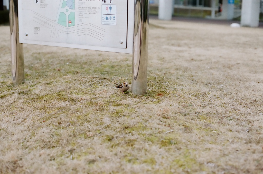 写る自分を仲間に間違える