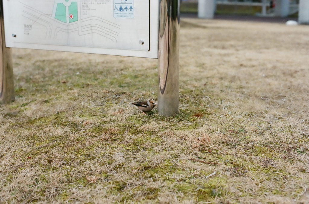 一匹旅の渡り鳥
