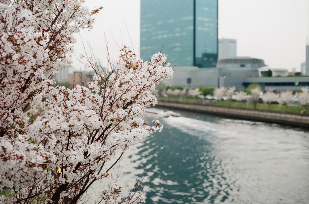 桜はどんな風に日々川を眺めているのだろうか