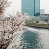 桜はどんな風に日々川を眺めているのだろうか