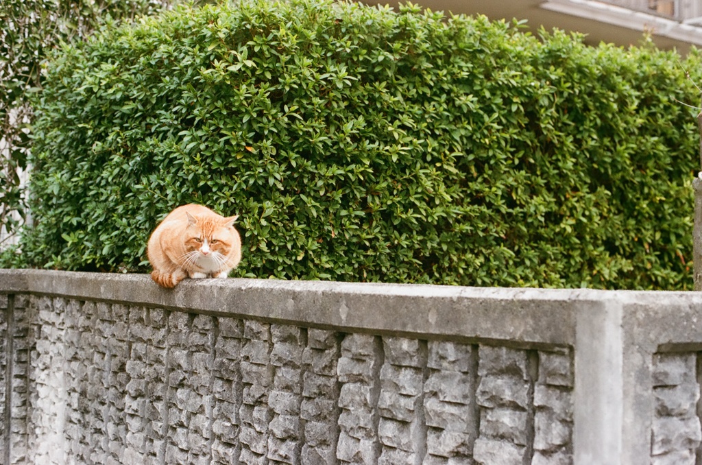 がんたれにゃんこ