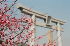 神社と梅と春